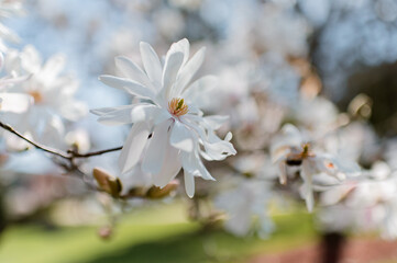 Star Magnolia