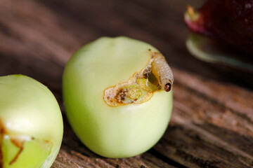 pea moth caterpillar feeding on pea