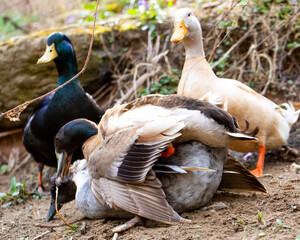 ducks mating 
