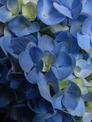 Fototapeta na wymiar blue hydrangea flower