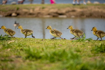 goslings