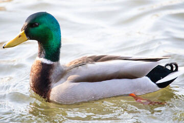 mallard drake 