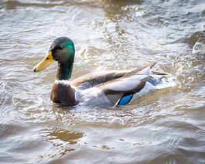 mallard drake 