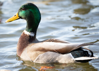 mallard drake 