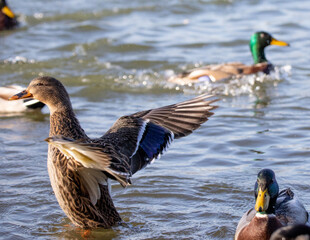 mallard wings 