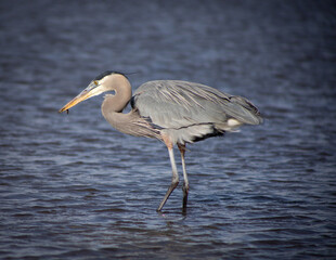 great blue heron eating 