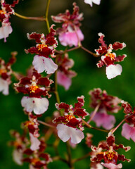 orchid