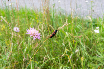 insect in the grass