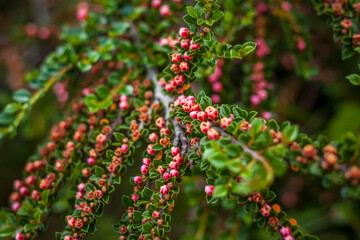 A shrub with bright small dogwood flowers. Close-up with a copy of the space, using the natural landscape as the background. Natural wallpaper. Selective focus.