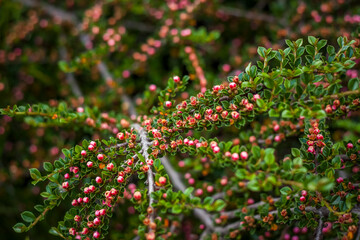 A shrub with bright small dogwood flowers. Close-up with a copy of the space, using the natural landscape as the background. Natural wallpaper. Selective focus.