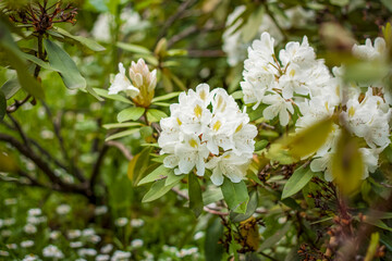 Fototapeta premium A shrub with white rhododendron flowers. Close-up with a copy of the space, using the natural landscape as the background. Natural wallpaper. Selective focus.