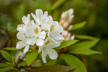 Obraz na płótnie Canvas A shrub with white rhododendron flowers. Close-up with a copy of the space, using the natural landscape as the background. Natural wallpaper. Selective focus.