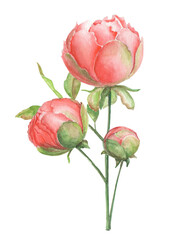 Watercolor blooming romantic pink branch of peony. Botanical floral spring art for wedding and birthday postcard.