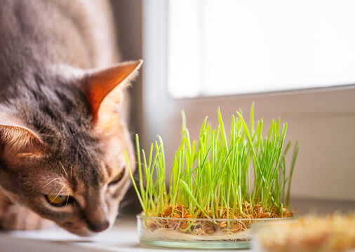 The Abyssinian cat sniffs something on the windowsill next to grass for the stomach health of pets. Conceptual photo of pet care and healthy diet for domestic cats. Cute adult Abyssinian blue cat