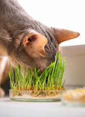 Funny Abyssinian blue-beige cat eats grass for the stomach health of pets on the windowsill. Concept of pet care and healthy food for domestic cats. Cute adult abyssinian blue cat