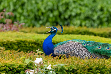 Portrait of a common peacock (pavo cristatus) squawking