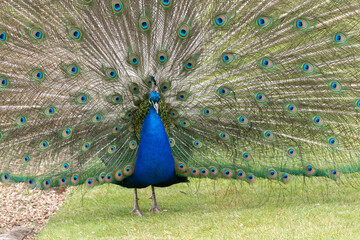 Obraz premium Portrait of a common peacock (pavo cristatus) fanning out it's tail feathers