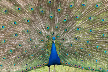 Obraz premium Portrait of a common peacock (pavo cristatus) fanning out it's tail feathers