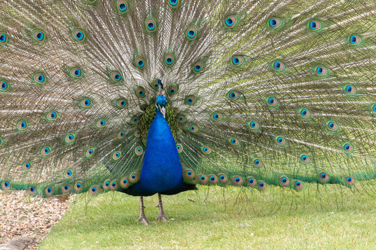 Portrait of a common peacock (pavo cristatus) fanning out it's tail feathers