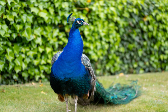 Common peacock (pavo cristatus)
