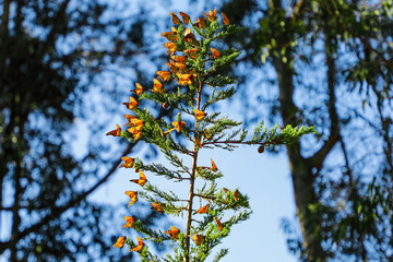 Top of pine tree covered in endangered Monarch butterflies