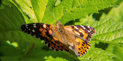 Obraz premium Painted Lady Butterfly Resting in Nature