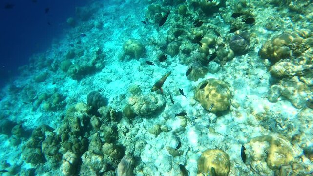 swimming fish. underwater video. Waterproof photo and video equipment 