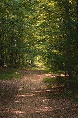Natural forest background. Forest road covered with brown dry leaves among green trees.