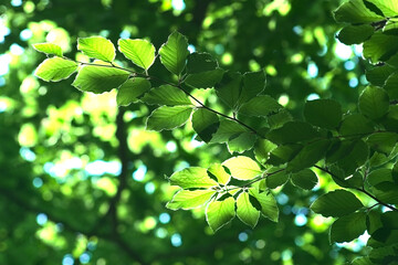 Natural forest background. A twig with green leaves lit by the rays of the sun on a green blurry...