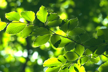 Natural forest background. A twig with green leaves lit by the rays of the sun on a green blurry...