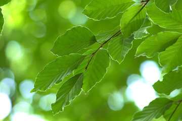 Natural forest background. A twig with green leaves lit by the rays of the sun on a green blurry...