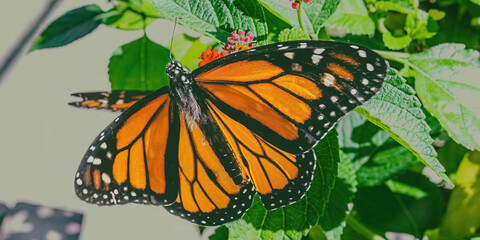 Monarch on plants in spring