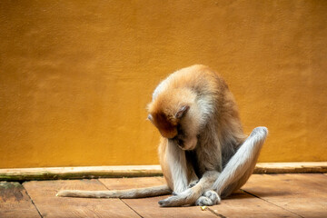 Małpa zmęczona życiem w zamknięciu