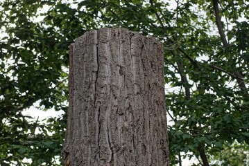 Fototapeta premium one large gray poplar tree against the background of green vegetation in nature