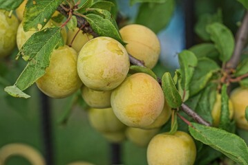 many ripe yellow plums on a branch with green leaves in nature