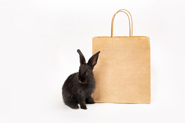 One little black rabbit sit near craft paper package isolated on white studio background. Hare is a...
