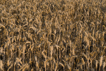 a background entirely filled with a field of rye