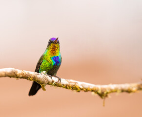 Fiery Throated Hummingbird perched on a dead branch