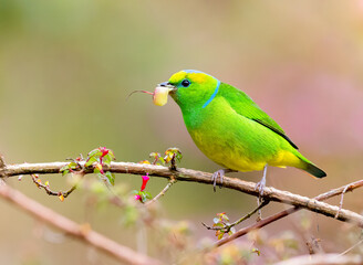 Fototapeta na wymiar Golden Browed Chlorophonia perched on a tree and munching on fruits