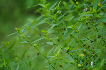 Sida acuta (aslo called common wireweed, sidaguri,sidogori) with natural background. This plant species of flowering plant in the mallow family, Malvaceae. Sida acuta is considered an invasive species