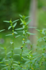 Sida acuta (aslo called common wireweed, sidaguri,sidogori) with natural background. This plant species of flowering plant in the mallow family, Malvaceae. Sida acuta is considered an invasive species