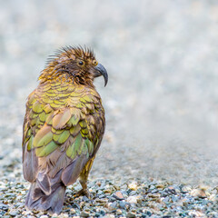 Kea alpine parrot foraging for food in New Zealand