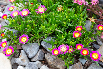 High angle selective focus view of blooming Delosperma cooperi in rock garden in summer