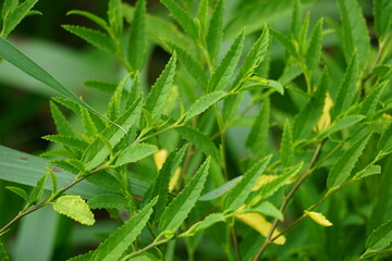 Sida acuta (aslo called common wireweed, sidaguri,sidogori) with natural background. This plant species of flowering plant in the mallow family, Malvaceae. Sida acuta is considered an invasive species