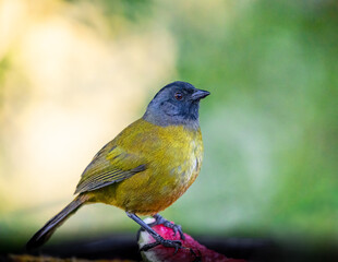 Large footed finch munching on some fruit