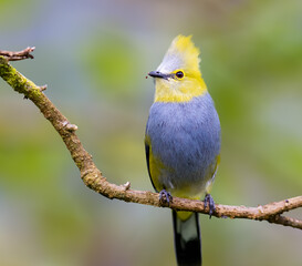 Long tailed silky flycatcher perched on a tree