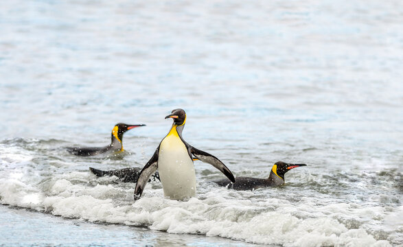 King penguins taking a swim in the beaches of Antarctica