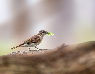 Puerto Rican Kingbird with food perched on a dead tree