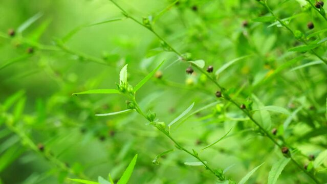 Sida acuta (aslo called common wireweed, sidaguri,sidogori) with natural background. This plant species of flowering plant in the mallow family, Malvaceae. Sida acuta is considered an invasive species