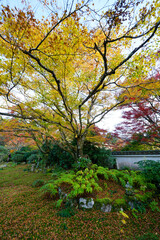 Fototapeta premium 大原実光院の秋の風景